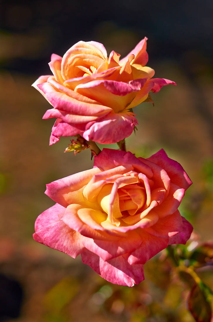 Pre Bloomed Roses Recently Bloomed Roses by rare2bme on DeviantArt