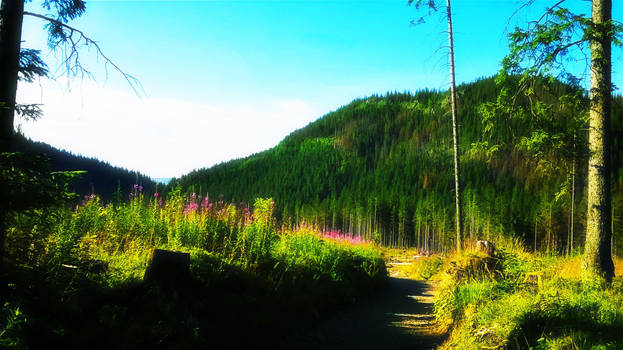 Zakopane- Dolina Olczyska (Olczyska Valley)