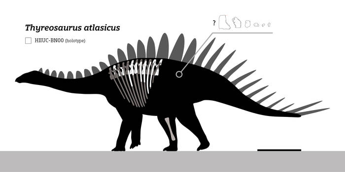 Thyreosaurus atlasicus Skeletal