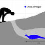 Fona herzogae (burrowing)