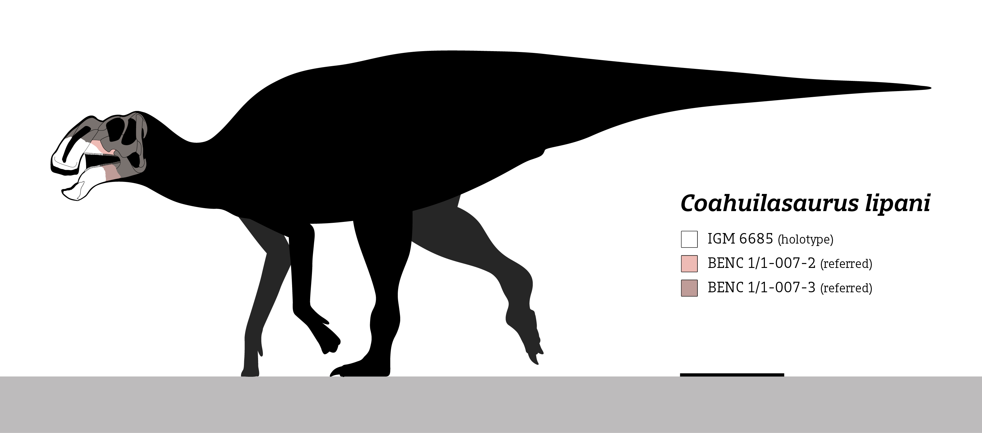Coahuilasaurus lipani Skeletal by SlvrHwk on DeviantArt