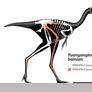 Yuanyanglong bainian Skeletal