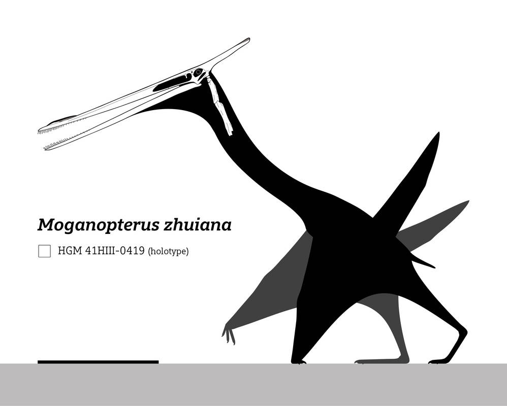 Moganopterus Moganopterus zhuiana Skeletal by SlvrHwk on DeviantArt