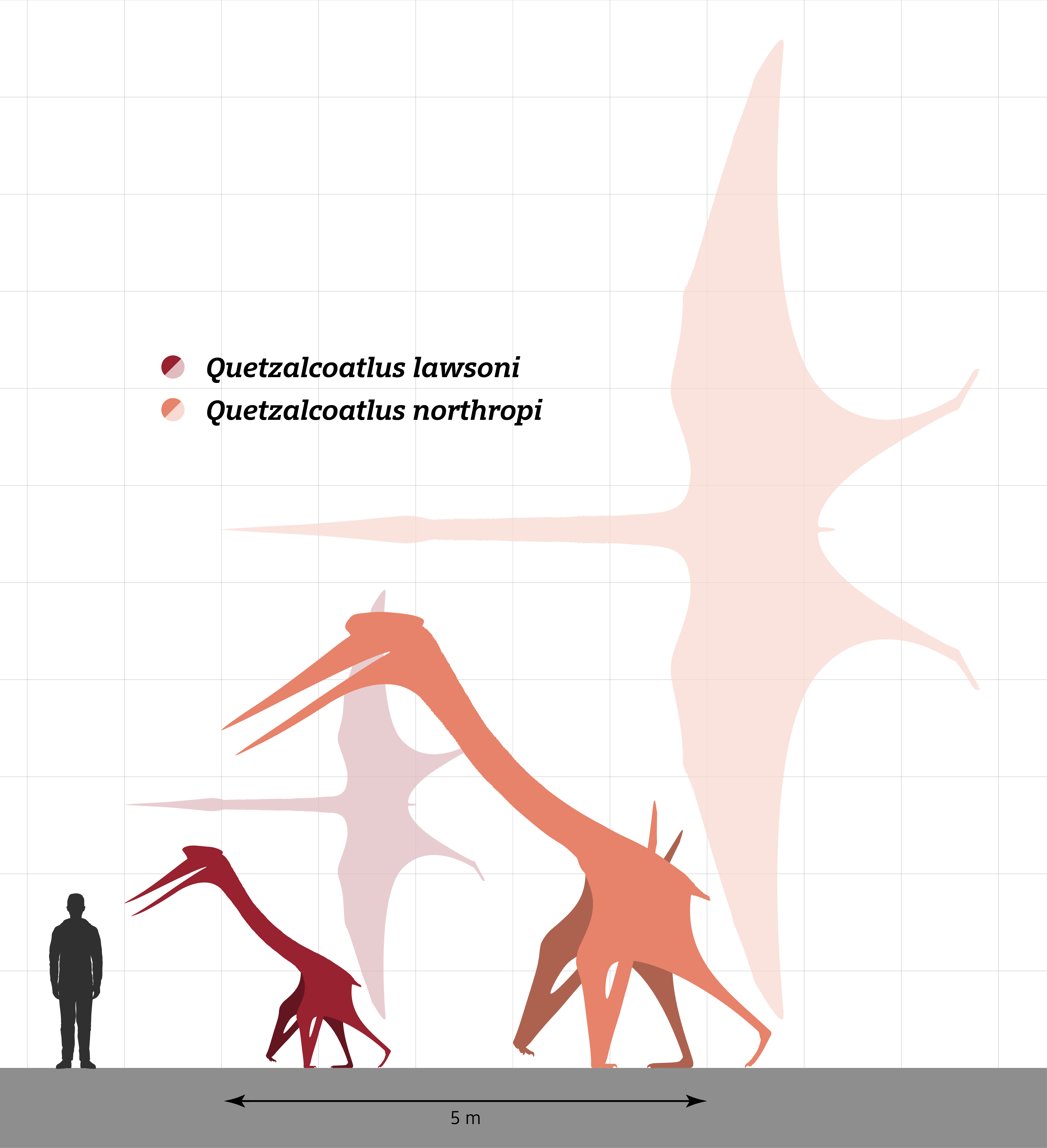 Quetzalcoatlus Spp Size Comparison By SlvrHwk On DeviantArt quetzalcoatlus-spp-size-comparison-by-slvrhwk-on-deviantart