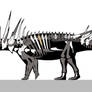 Spicomellus afer Skeletal