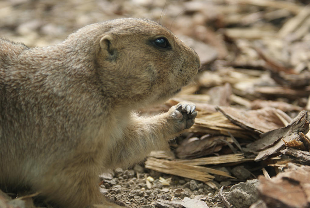 European gopher #2 by BlixaVanDark on DeviantArt