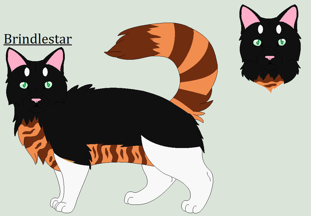 Brindlekit Brindlestar by Hawkpath123 on DeviantArt
