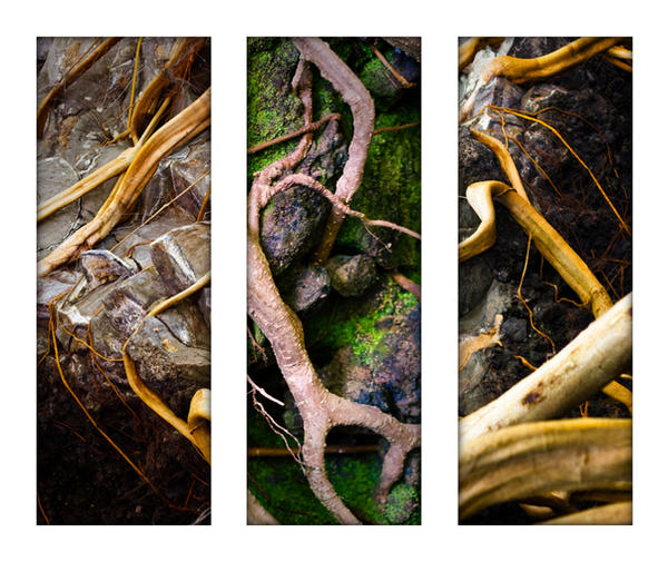 Doob Roots roots by chrispiss on DeviantArt