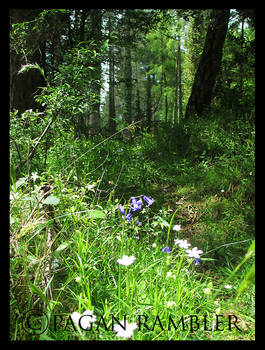 Woodland Scene