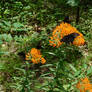 Hoosier National Forest - Butterflies