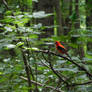 Hoosier National Forest - Scarlet Tanager