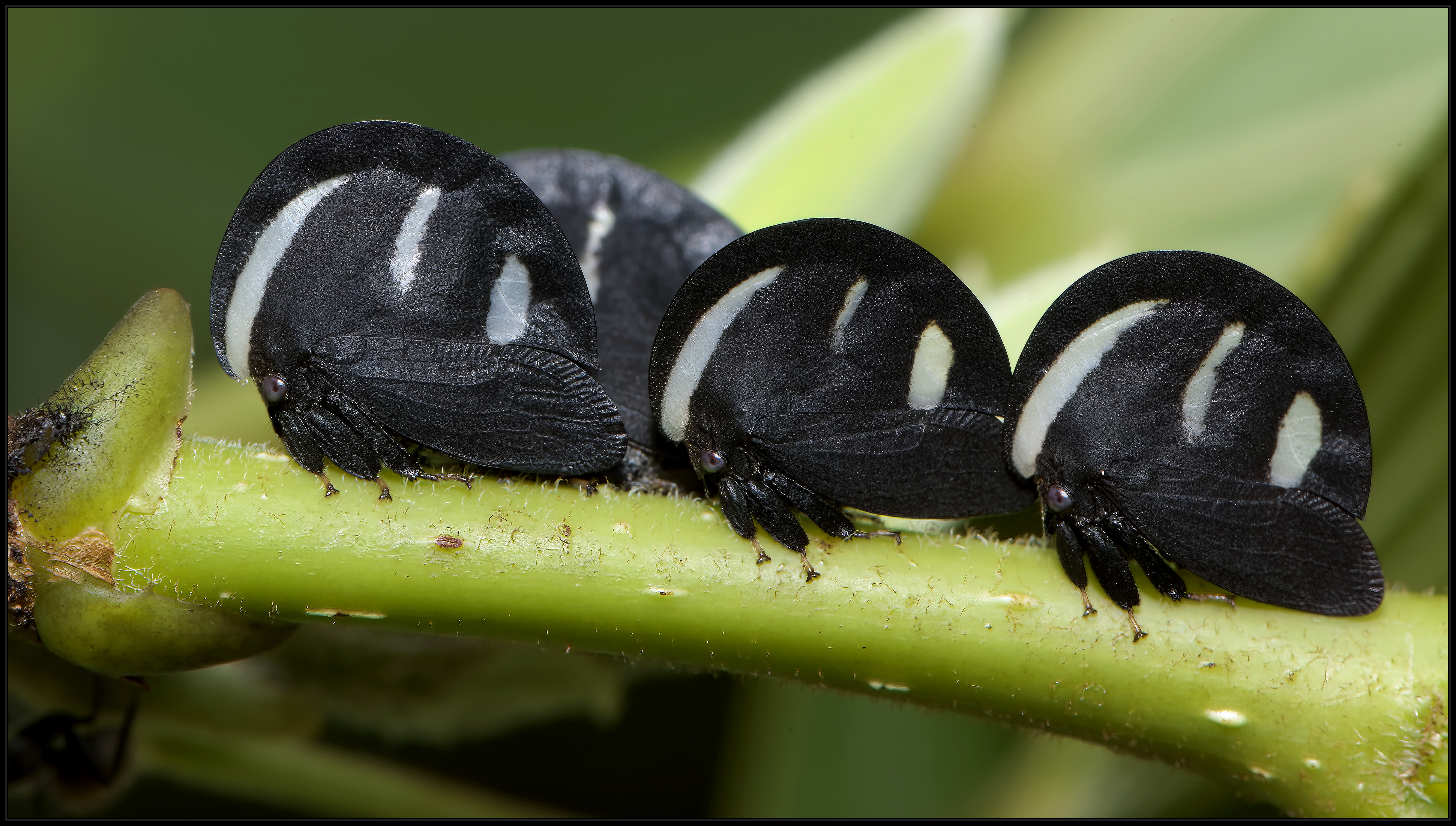 Treehopper