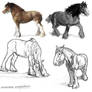 Clydesdale Study