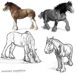 Clydesdale Study