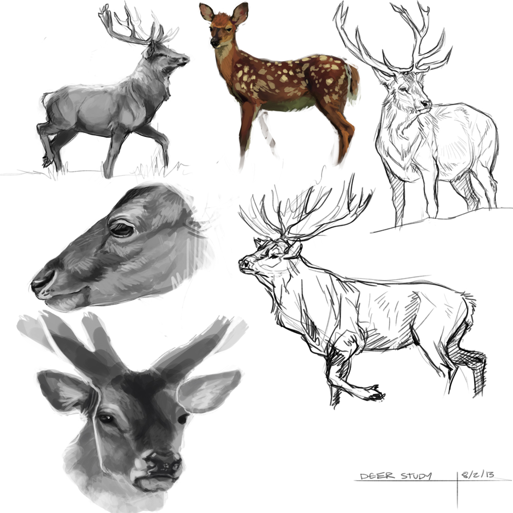 Deer Study