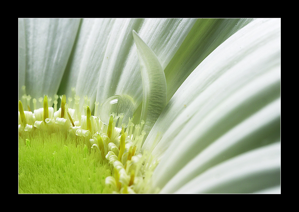 landscape in a gerbera