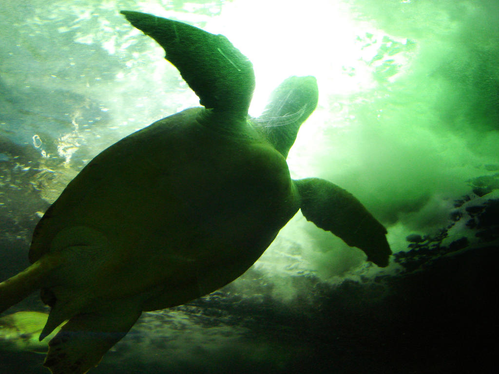 floating turtle by kastic on DeviantArt
