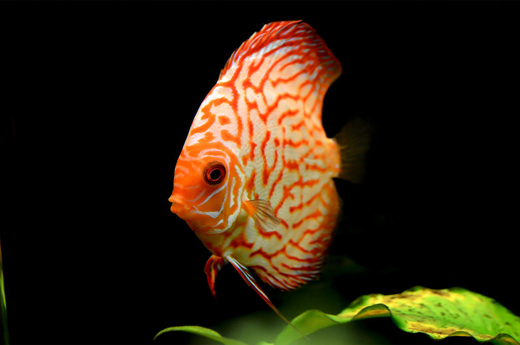 Pigeon Blood Discus by kastic Pigeon Blood Discus by kastic