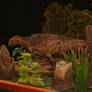 Aralosaurus tuberiferus