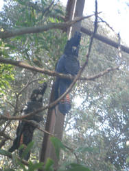 Black Cockatoos