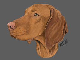 Vizsla