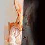 Cute rabbit