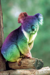 Rainbow Koala