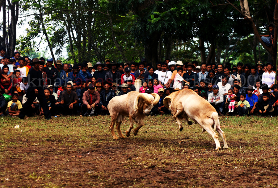 fighting goats