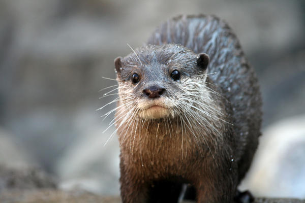 River Otter