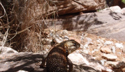 Desert Spiny lizard