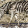 zebra, type of striped African animal which resem