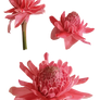 Torch ginger png