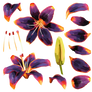 Fire lily png