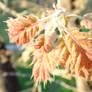 Black oak leaves
