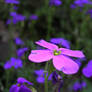 Aubrieta