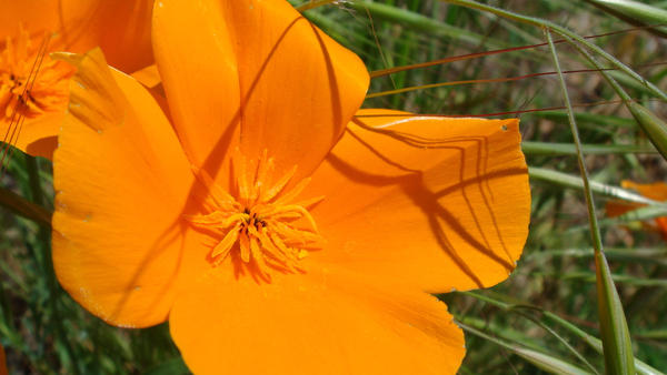 California Golden Poppy