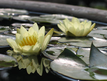 Water Lily (China)