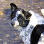 Wet Paws, Happy Dog