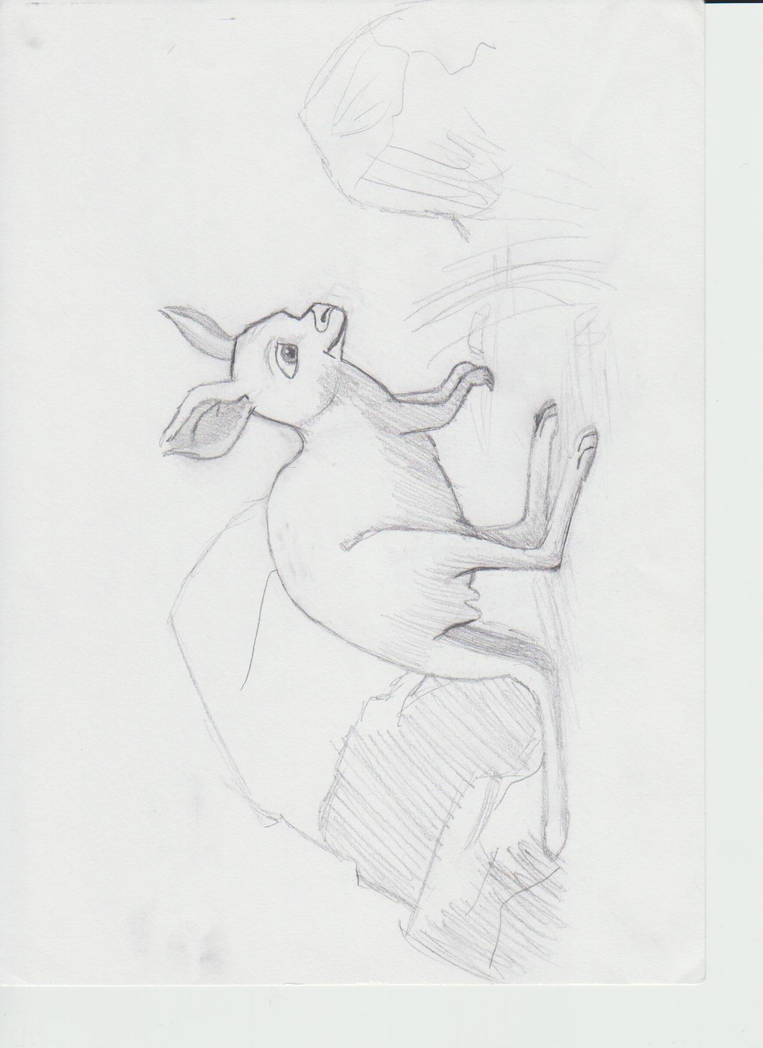 Little Joey Roo...! by Shinarutobi on DeviantArt