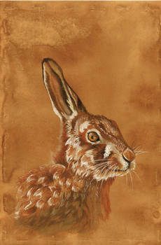 Hare: Birthday Gift