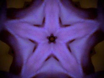 Purple echo star