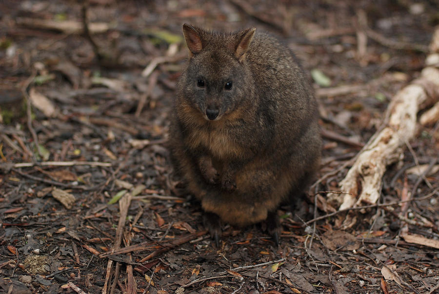 Pademelon Surprise