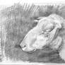 Sheep Sketch