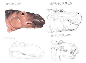 Ophiacodon (hippo inspiration) 