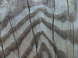 Wood Texture 32