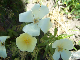 Pale Flowers