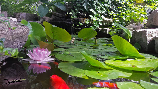 Hidden Water Lilly