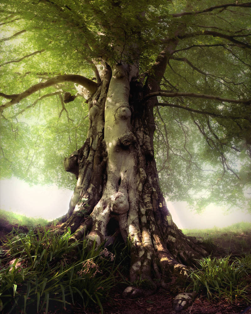 Tree by lms14 on DeviantArt