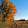 Country Lane