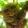 Tarsier